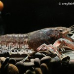 CK-Procambarus cubensis﹣1