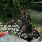 CK-Procambarus echinatus-2