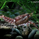 CK-Procambarus echinatus-3