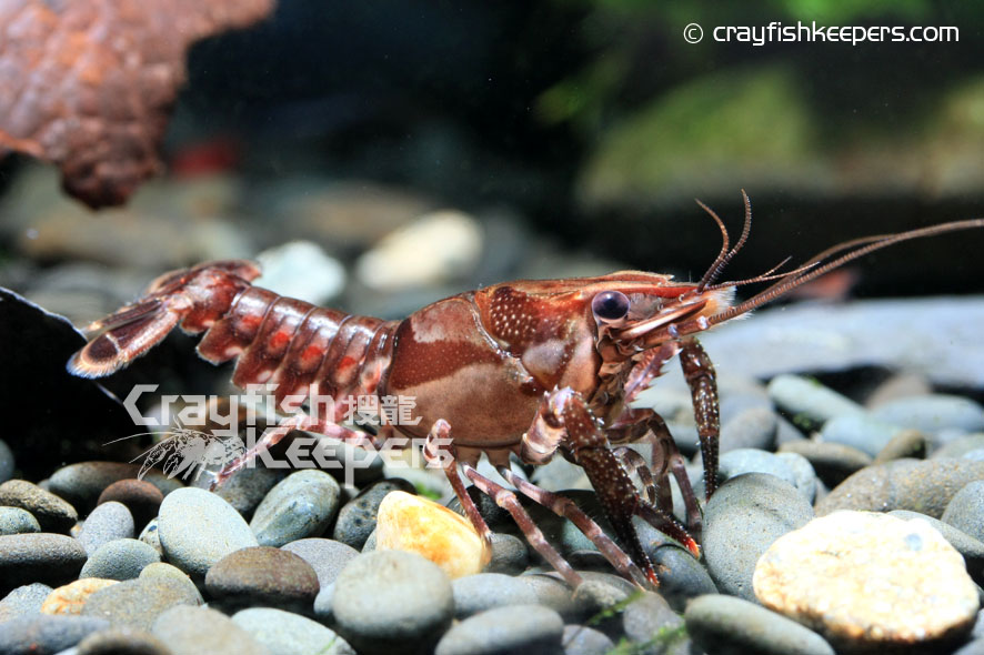 CK-Procambarus echinatus-4
