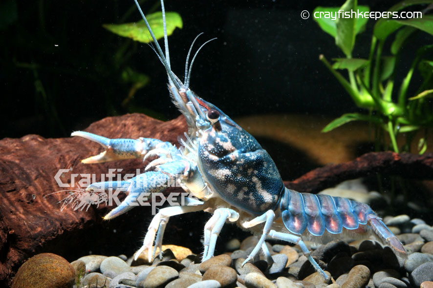 CK-Procambarus enoplosternum-2