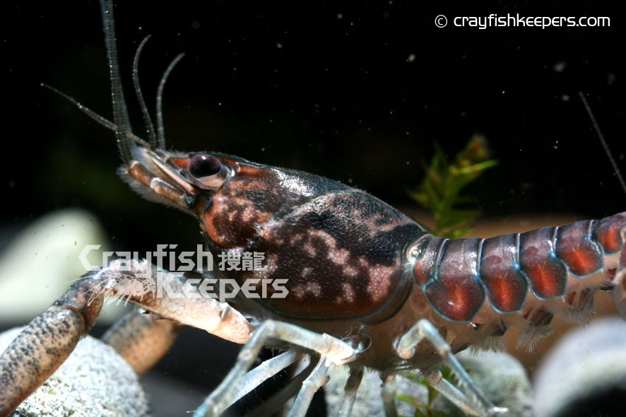 CK-Procambarus enoplosternum-4