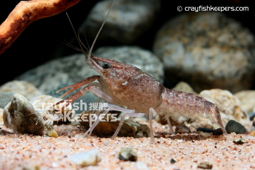 CK-Procambarus evermanni-1