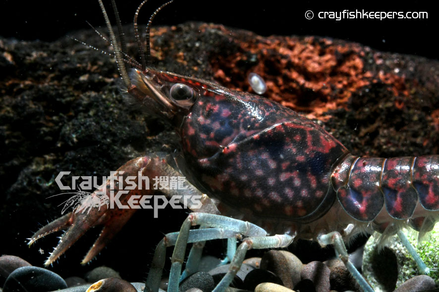 CK-Procambarus hirsutus-1