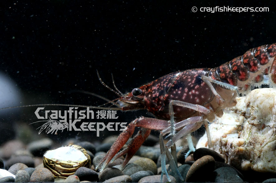 CK-Procambarus hirsutus-2