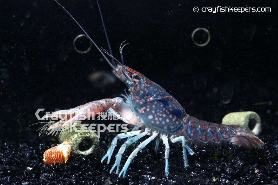 CK-Procambarus hirsutus-3