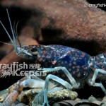 CK-Procambarus hirsutus-4