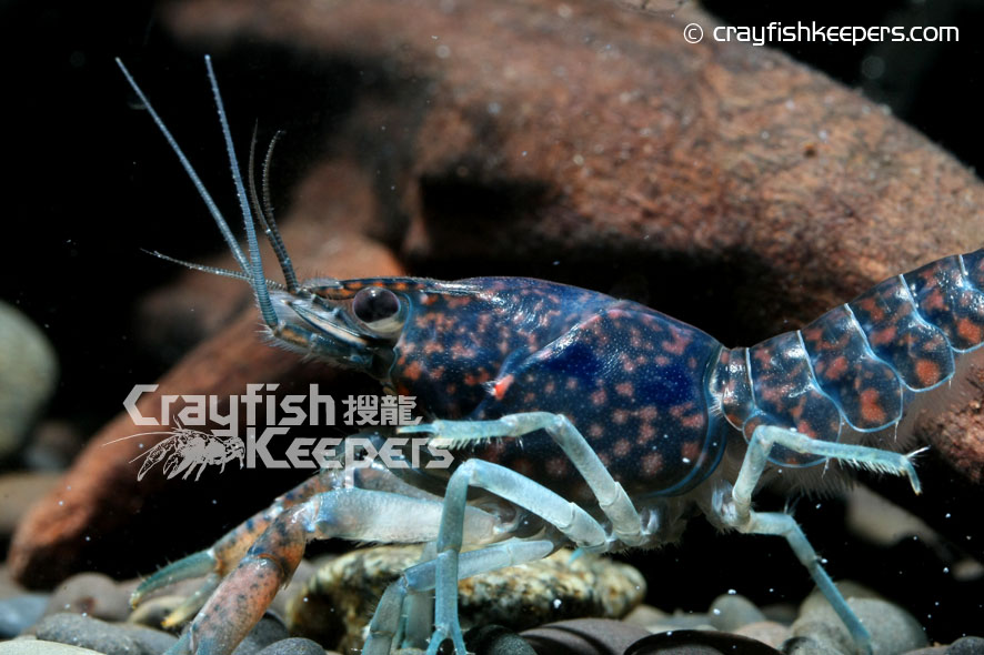CK-Procambarus hirsutus-4