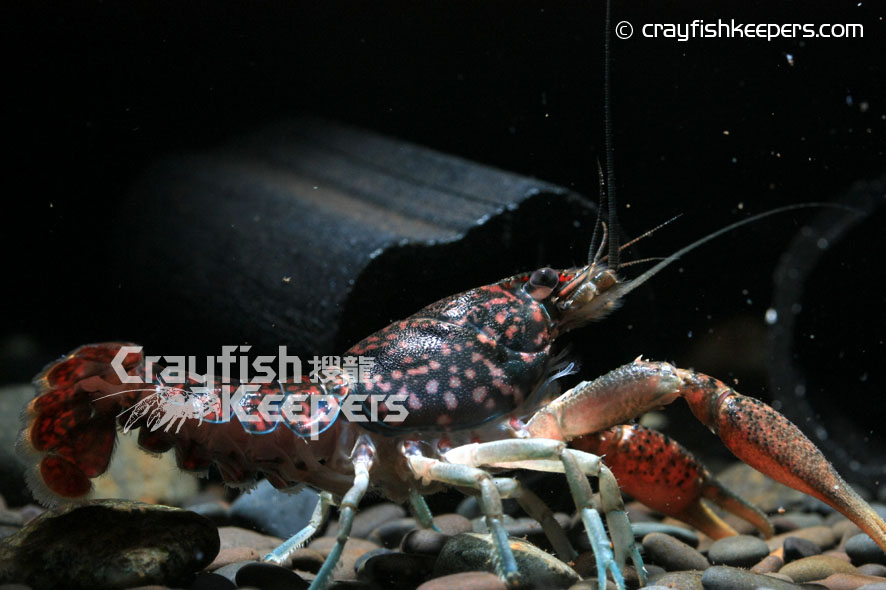 CK-Procambarus hirsutus-5