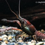 CK-Procambarus llamassi-4