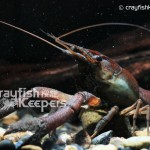 CK-Procambarus llamassi-5