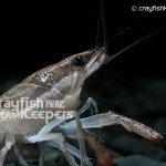 CK-Procambarus ouachitae-5