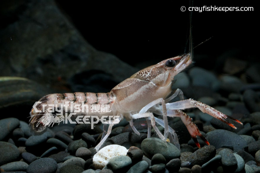 CK-Procambarus ouachitae-6
