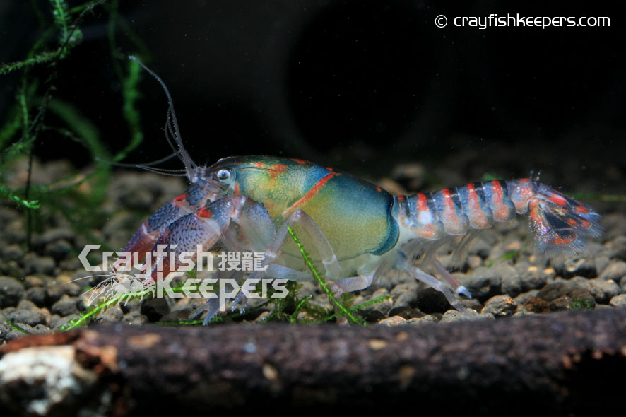 CK-Procambarus pygmaeus-1