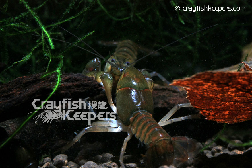 CK-Procambarus pygmaeus-2