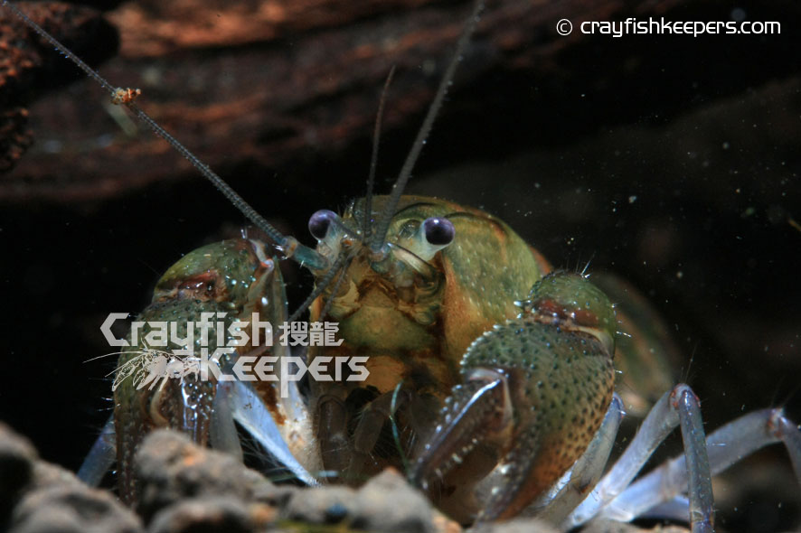 CK-Procambarus pygmaeus-3