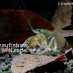 CK-Procambarus pygmaeus-4