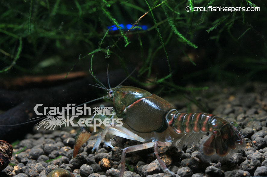 CK-Procambarus pygmaeus-6