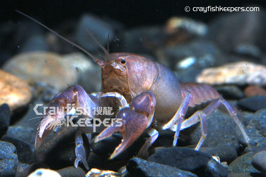 CK-Procambarus rogersi-2