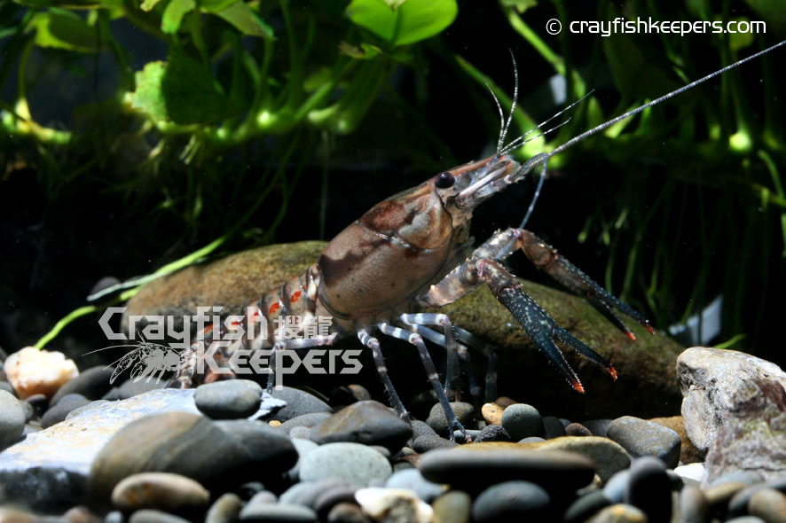 CK-Procambarus spiculifer-3