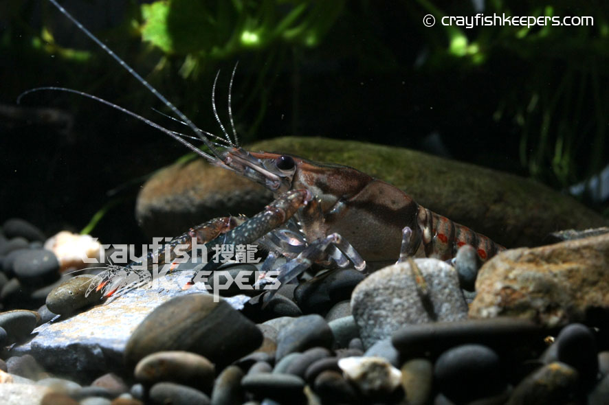 CK-Procambarus spiculifer-5