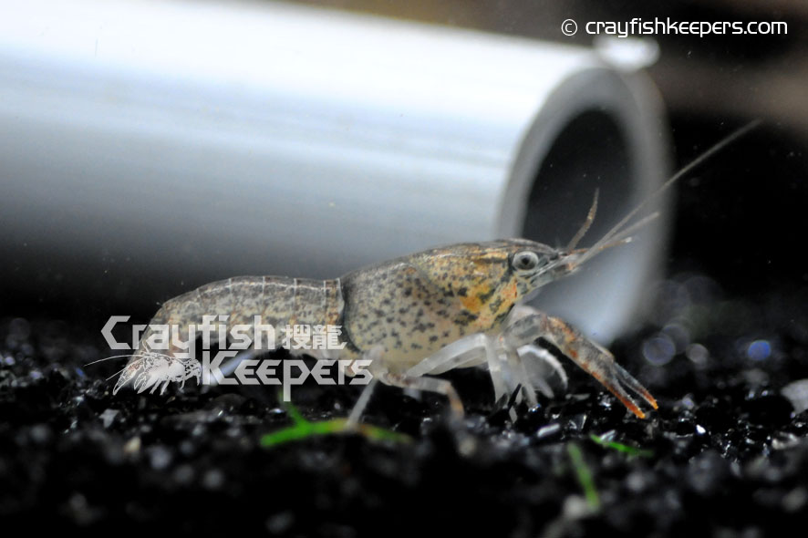 CK-Procambarus tulanei-1