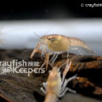 CK-Procambarus tulanei-2