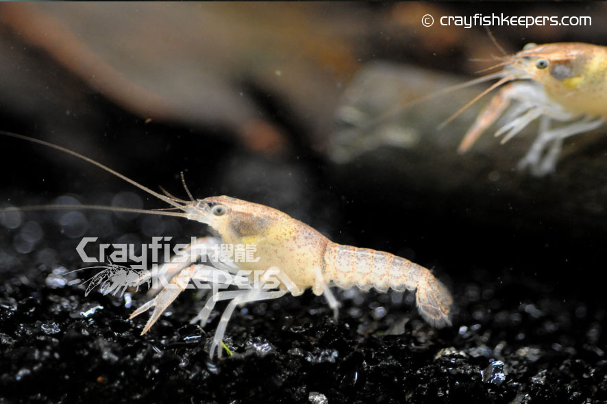 CK-Procambarus tulanei-3
