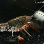 CK-Procambarus tulanei-4