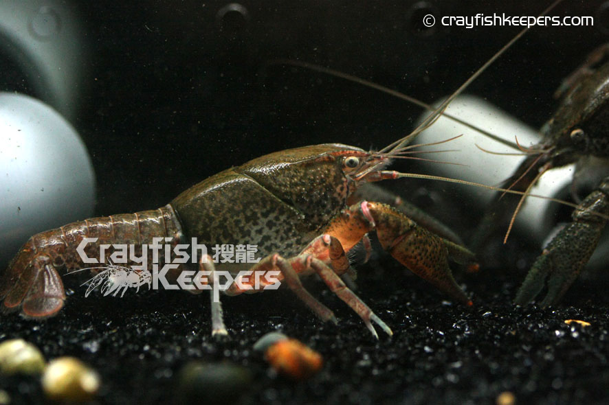 CK-Procambarus tulanei-4