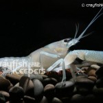 CK-Procambarus vasquezae-1