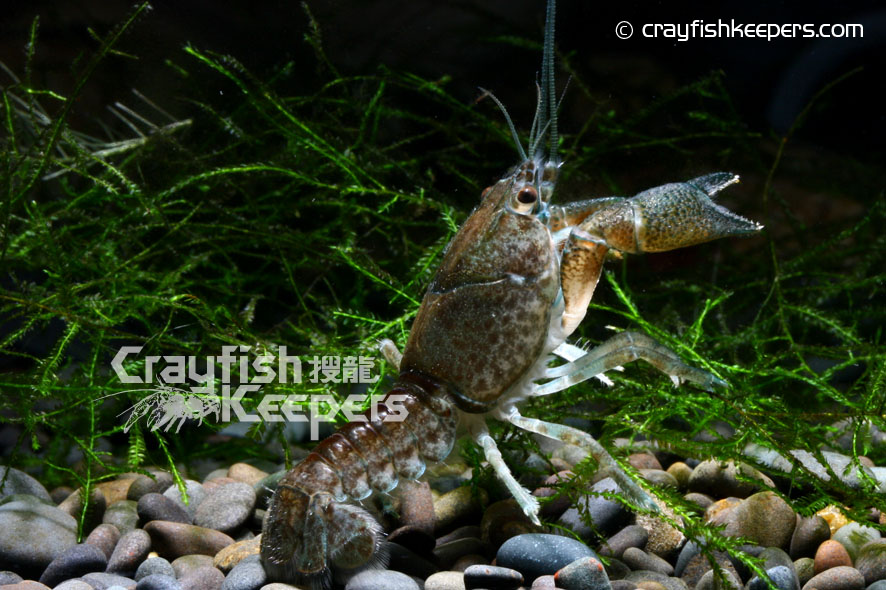 CK-Procambarus vasquezae-5