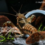 CK-Procambarus versutus-1