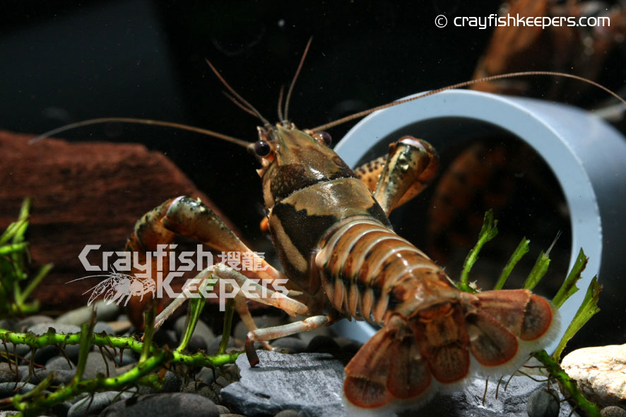 CK-Procambarus versutus-1