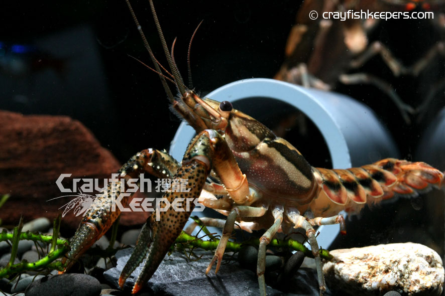 CK-Procambarus versutus-2
