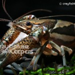 CK-Procambarus versutus-3