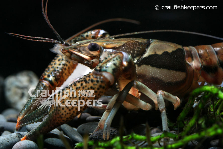 CK-Procambarus versutus-3