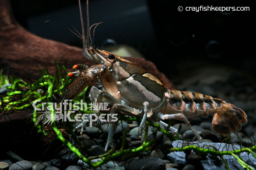 CK-Procambarus versutus-4