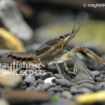 CK-Procambarus vioscai-5