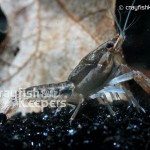 Procambarus dupratzi-ck2