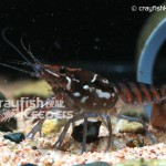CK-Procambarus pictus