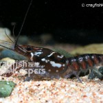 CK-Procambarus pictus-2