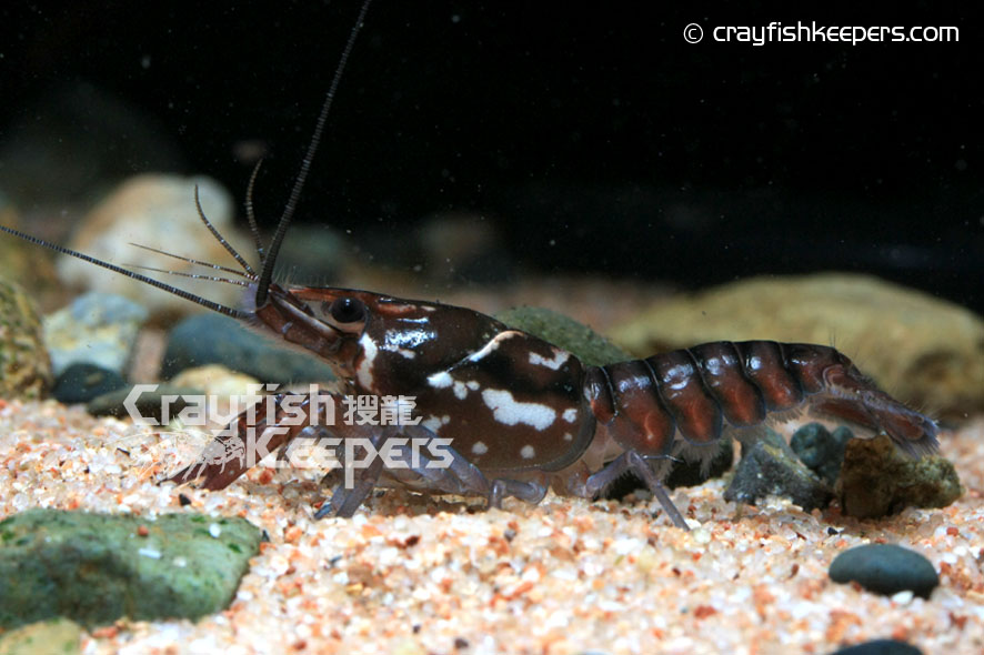 CK-Procambarus pictus-2
