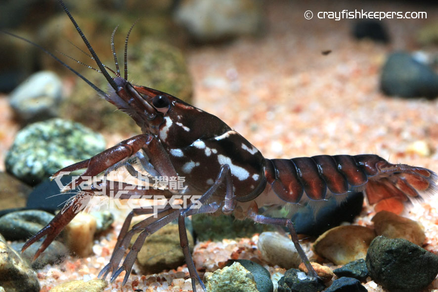 CK-Procambarus pictus-3
