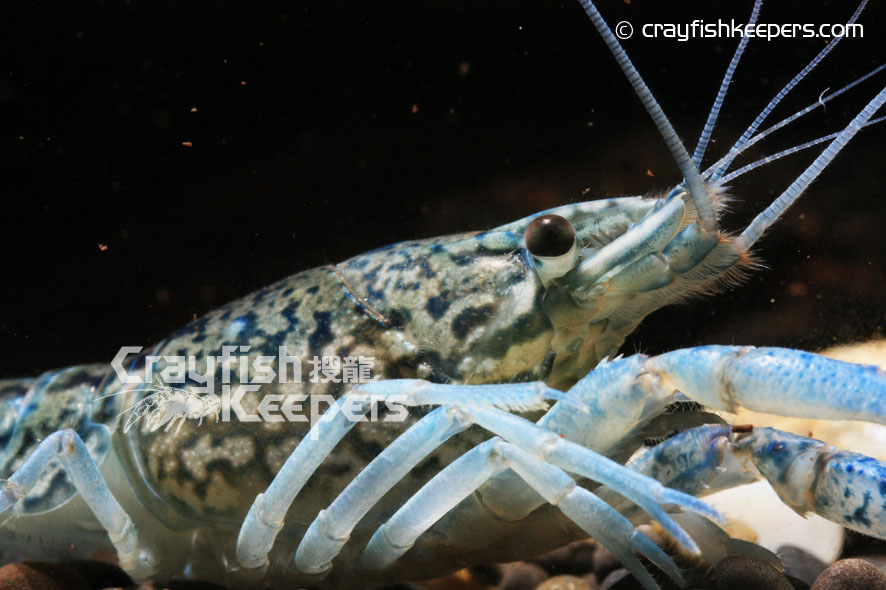 CK-Marble Crayfish-1