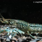 CK-Marble Crayfish-2