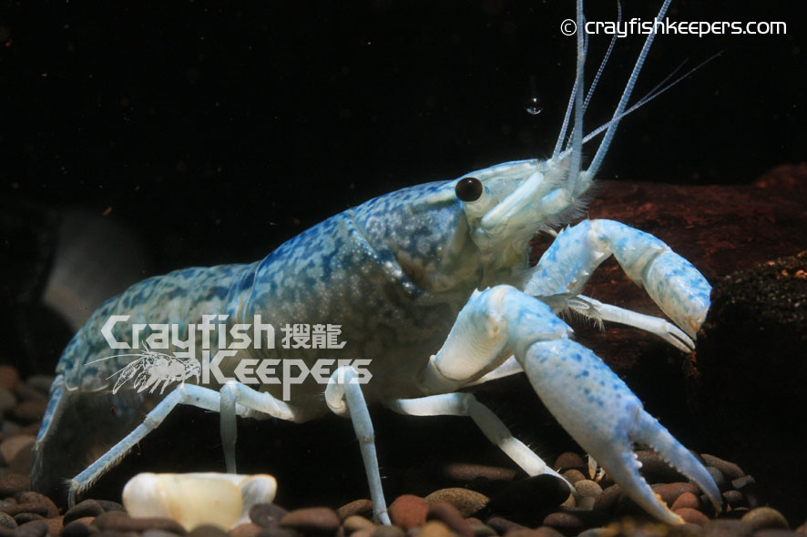 CK-Marble Crayfish-3
