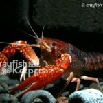 CK-Procambarus clarkii-5