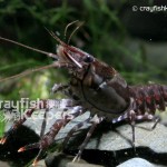 CK-Procambarus echinatus-1