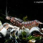 CK-Procambarus enoplosternum-5